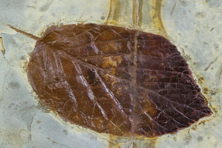 Fossil Leaf (Beringiphyllum) - Montana #106247